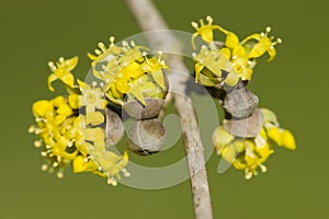 Cornus mas, Cornelian cherry, European cornel, dogwood yellow fl