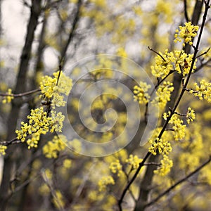 Cornus mas. Dog-tree. dogwood. Cornel blossoms. The tree is blooming