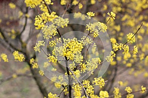 Cornus mas. Dog-tree. dogwood. Cornel blossoms. The tree is blooming