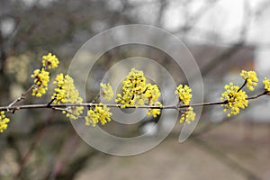 Cornus mas. Dog-tree. dogwood. Cornel blossoms. The tree is blooming