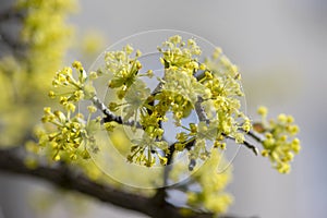 Cornus mas european tree branches during early springtime in bloom, Cornelian cherry dogwood flowering with bright yellow flower