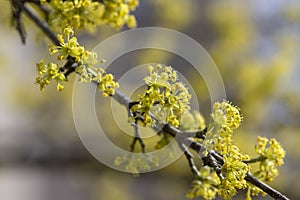 Cornus mas european tree branches during early springtime in bloom, Cornelian cherry dogwood flowering with bright yellow flower