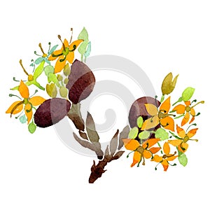 Cornus mas floral botanical flowers. Watercolor background set. Isolated cornus mas illustration element.