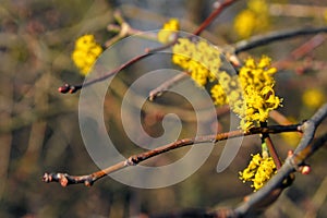 Cornus mas flower