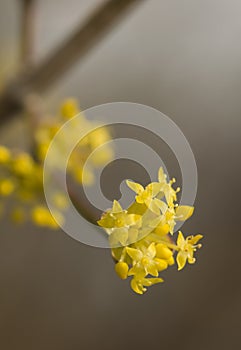 Cornus mas - Flower photo