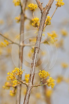 Cornus mas - Flower