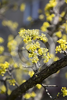 Cornus mas fruit tree in bloom, yellow small flowers against blue sky