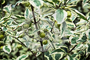 Cornus mas plant