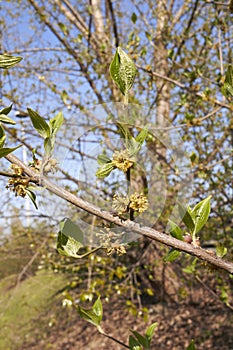 Cornus mas shrub in bloom