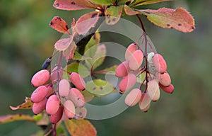 Cornus mas, Slovakia, Europe