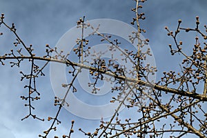 Cornus mas tree in bloom at springtime