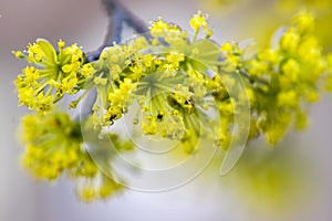 Cornus mas tree branches during early springtime, Cornelian cherry flowering