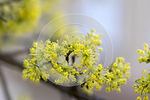 Cornus mas tree branches during early springtime, Cornelian cherry flowering