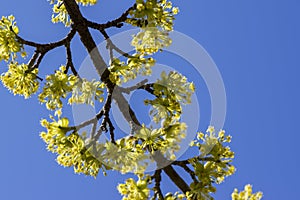 Cornus mas tree branches during early springtime, Cornelian cherry flowering