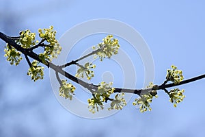 Cornus mas tree branches during early springtime, Cornelian cherry flowering