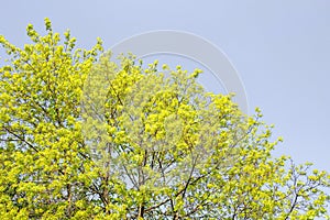 Cornus mas tree in the springtime.