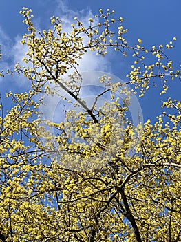 Cornus mas tree, yelllow dogwood.