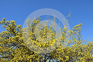 Cornus mas  yellow flowering shrub in March beautiful branches wrapped with florets and makes great in any park or garden