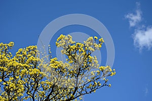 Cornus mas  yellow flowering shrub March beautiful branches wrapped with florets and makes great in any park or garden