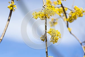 Cornus officinalis blooming photo