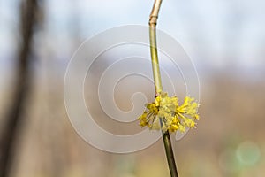 Cornus officinalis blooming photo