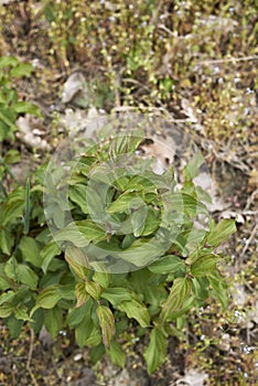 Cornus sanguinea branch close up