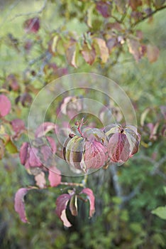 Cornus sanguinea branch close up