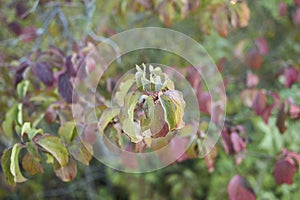 Cornus sanguinea branch close up