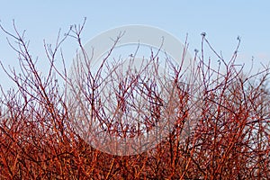 Cornus sanguinea. Brightly red branches of the tree Dogwood in the spring forest at sunset in April. Backlit sunlight photo