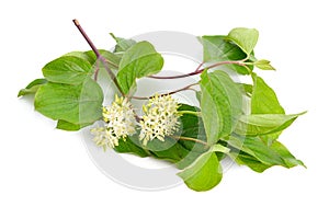 Cornus sanguinea, the common dogwood or bloody dogwood. Flowers isolated