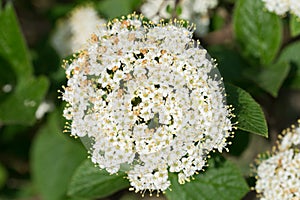 Cornus sanguinea, common dogwood,  bloody dogwood white flowers