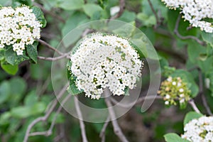 Cornus sanguinea, common dogwood,  bloody dogwood white flowers
