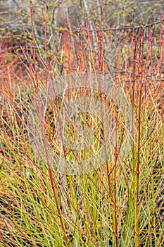 Cornus sanguinea Green Light