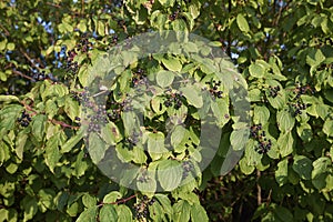 Cornus sanguinea shrub with fruits
