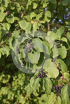 Cornus sanguinea shrub with fruits