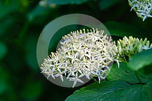 Cornus sanguinea or Swida sanguinea, the common dogwood or bloody dogwood. Beautiful blossom with lot white flowers photo