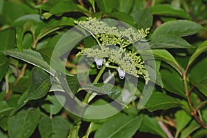 Cornus shrub with white foam on its branch