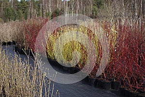 Cornus stolonifera `Flaviramea` and Cornus alba `Sibirica` plants. photo