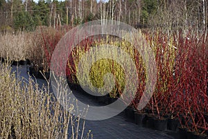 Cornus stolonifera `Flaviramea` and Cornus alba `Sibirica` plants. photo