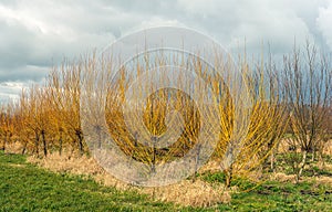 Cornus Stolonifera Flaviramea shrubs with yellow branches photo