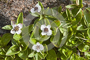 Cornus suecica