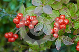 Cornus suecica - Bunchberry