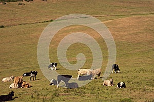 Cornwall coast with cows grazing next to Camelot Castle Hotel in Tintagel