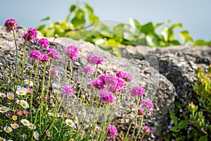 Cornwall flowers called Pink sea thrift photo