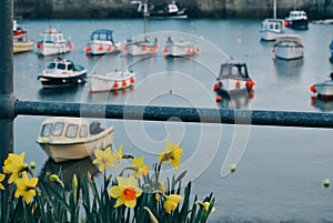 Cornwall harbour boats with daffodils
