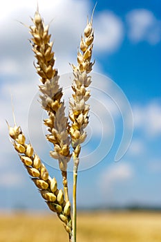 Corny field with blue sky and white clouds in the summer - czech agriculture - ecological farming and corn plant