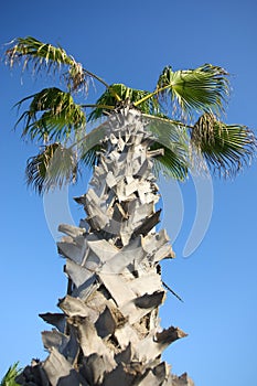 Corny palm tree photo