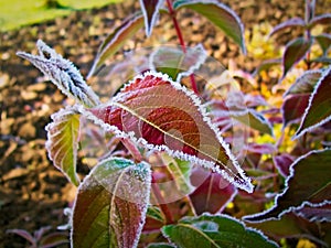 The corolful leaves of the plant are covered with rime