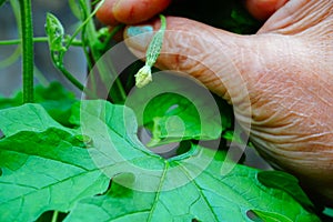 Corolla aka karela has bitter taste but good for health. Senior aged woman showing flower bud of Corolla at her home garden.