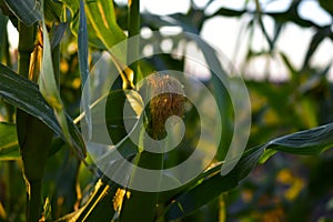 Corolla with corn plant spikelets in the rays of the setting sun